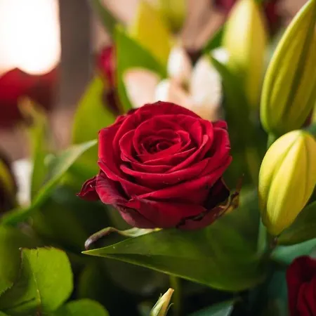 Harmonie شقة نيم